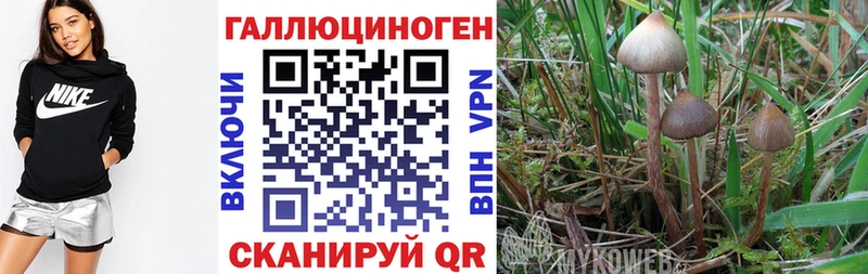 Псилоцибиновые грибы Psilocybe  Суровикино 